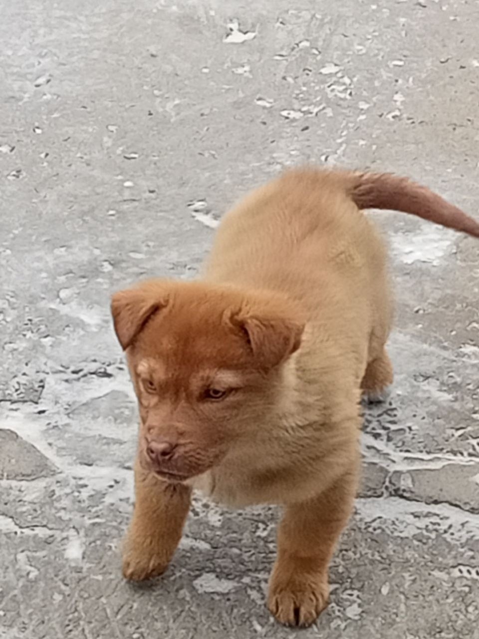 Пропала собака в Чите — фото объявления