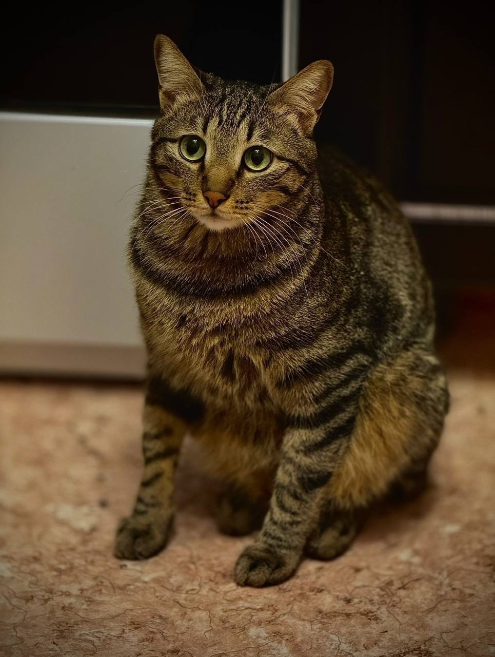 Пропала кошка в Чите — фото объявления