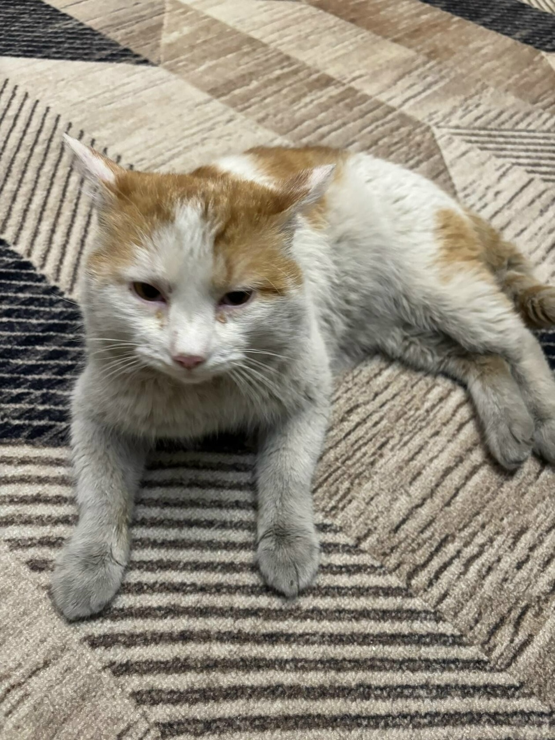 Найдена кошка в Чите — фото объявления