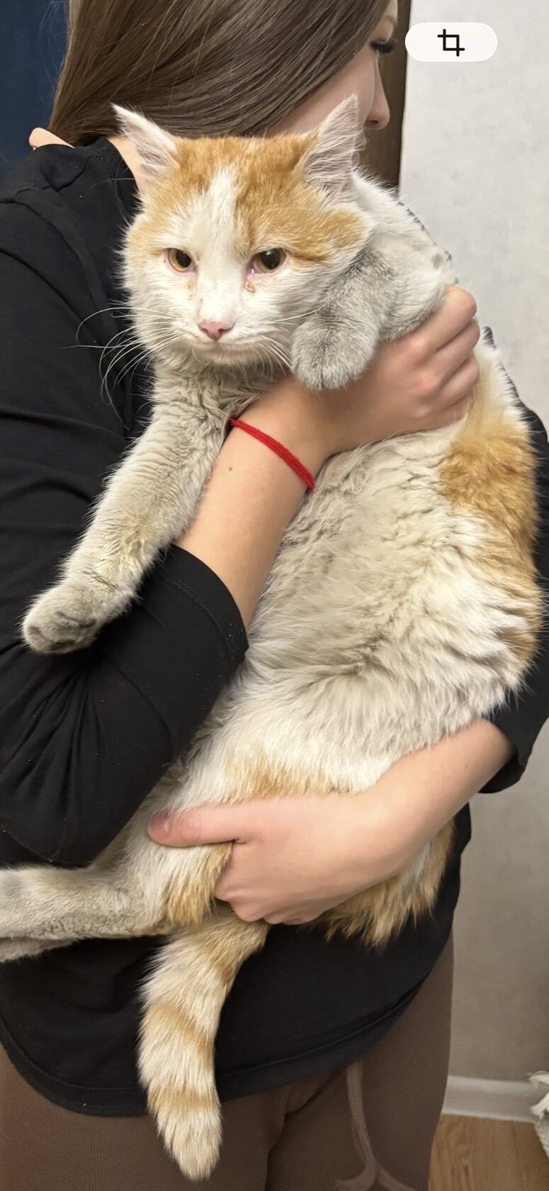 Найдена кошка в Чите — фото объявления