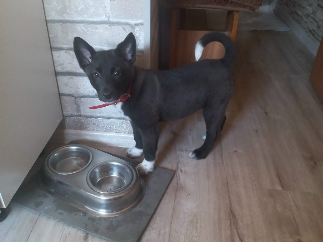 Найдена собака в Чите — фото объявления