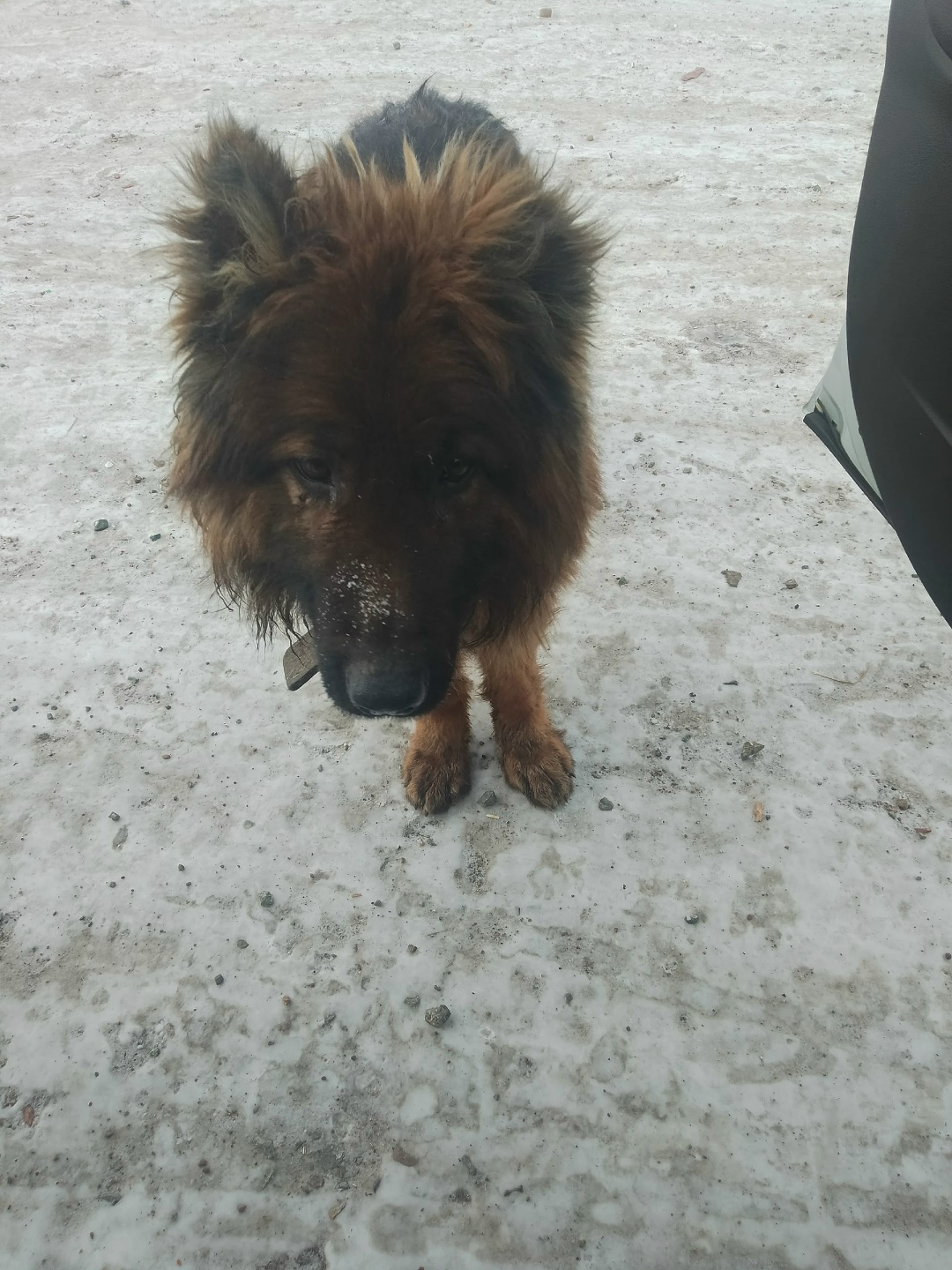 Пропала собака в Чите — фото объявления