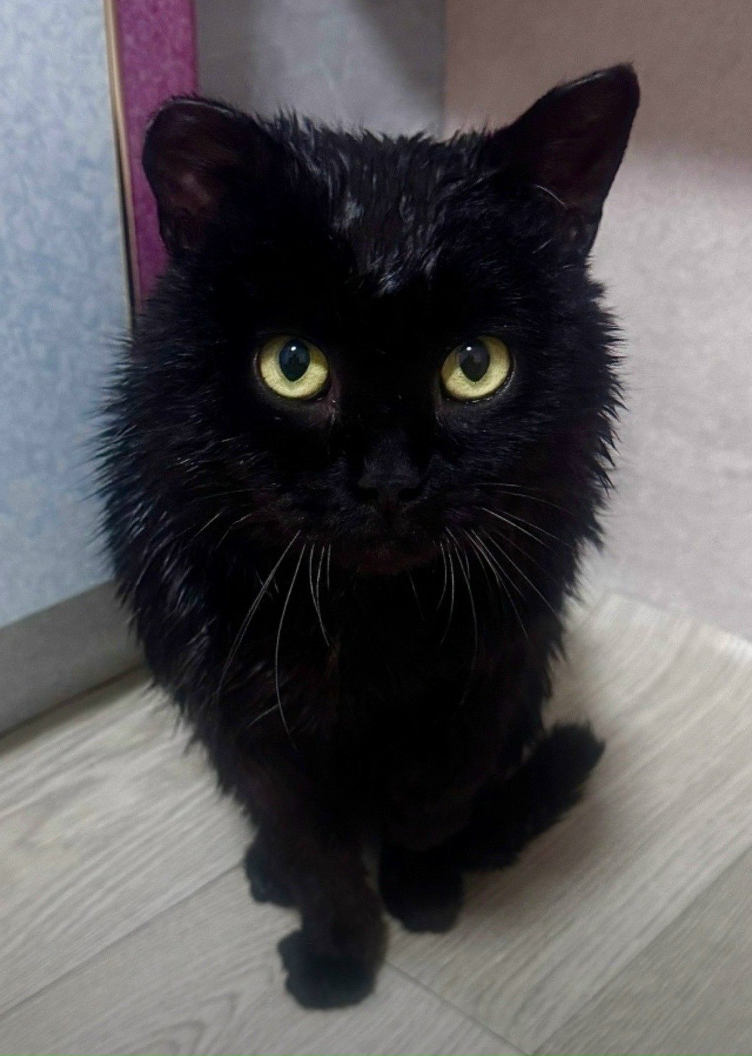 Найдена кошка в Чите — фото объявления