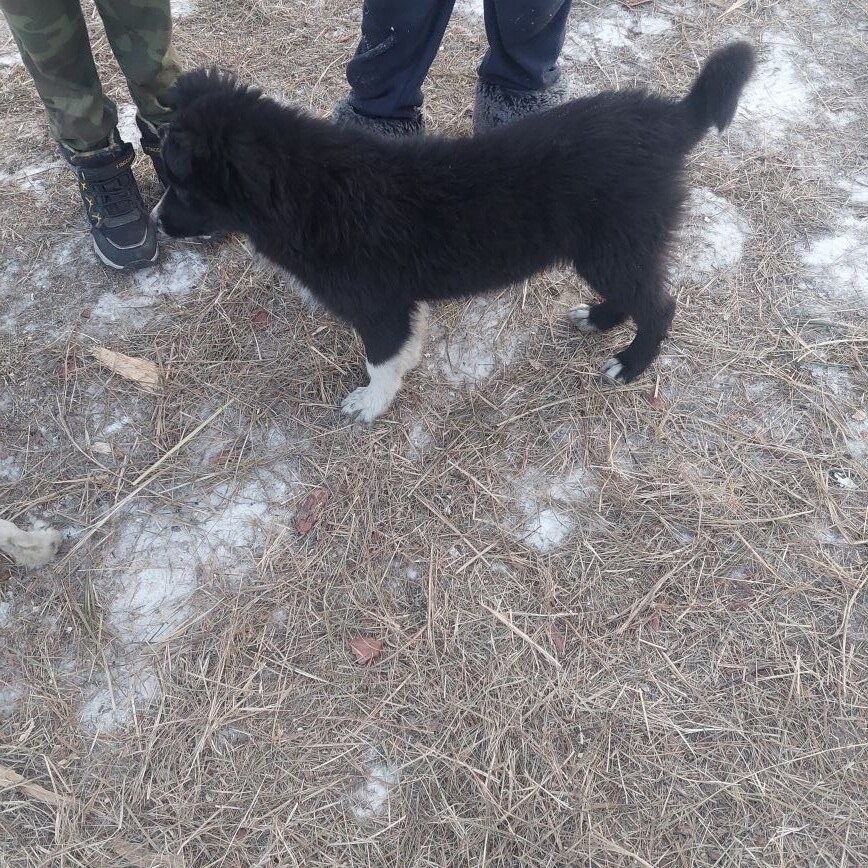 Пропала собака в Чите — фото объявления