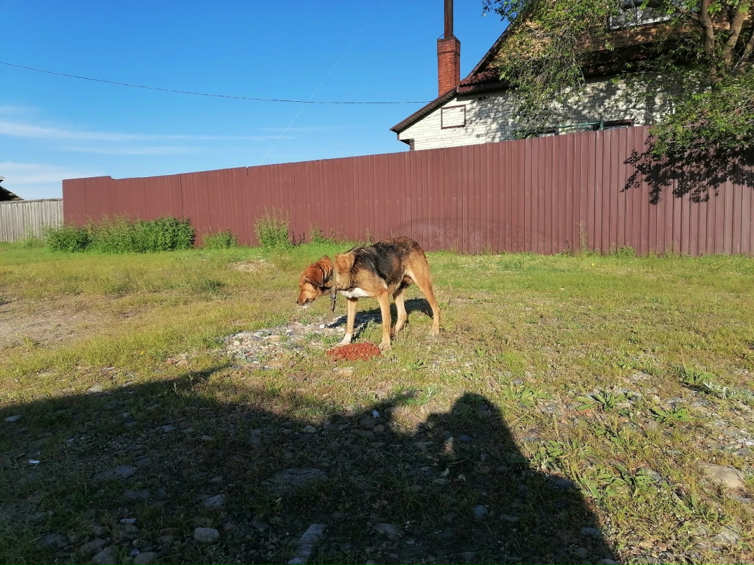 Найдена собака в Чите — фото объявления