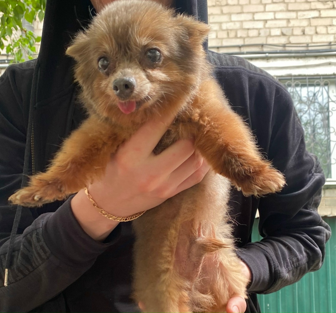 Найдена собака в Чите — фото объявления