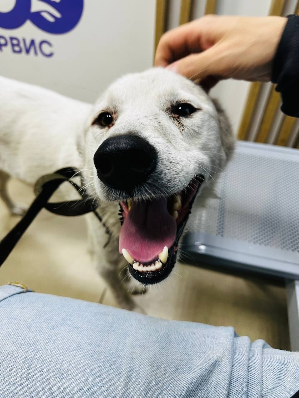 Пропала собака в Чите — фото объявления