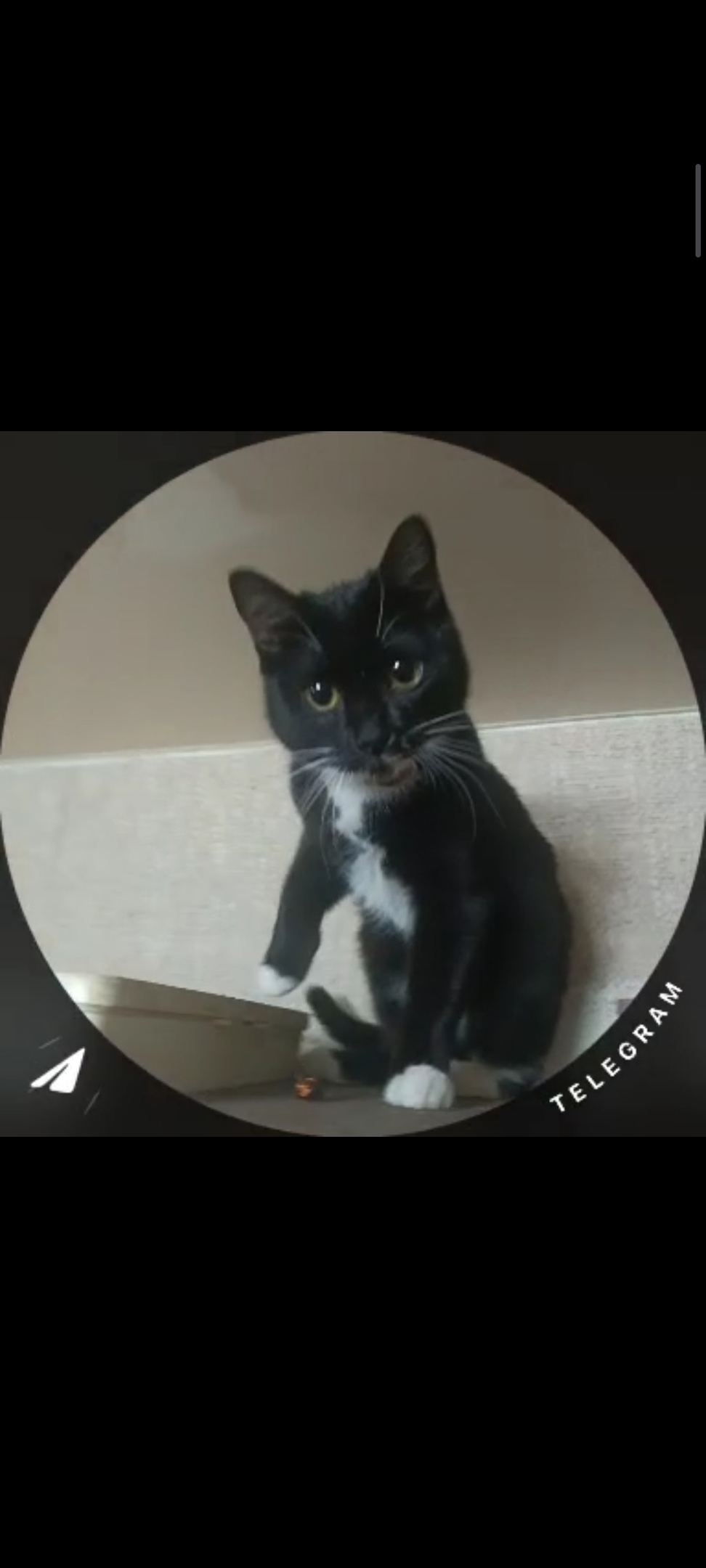 Пропала кошка в Чите — фото объявления