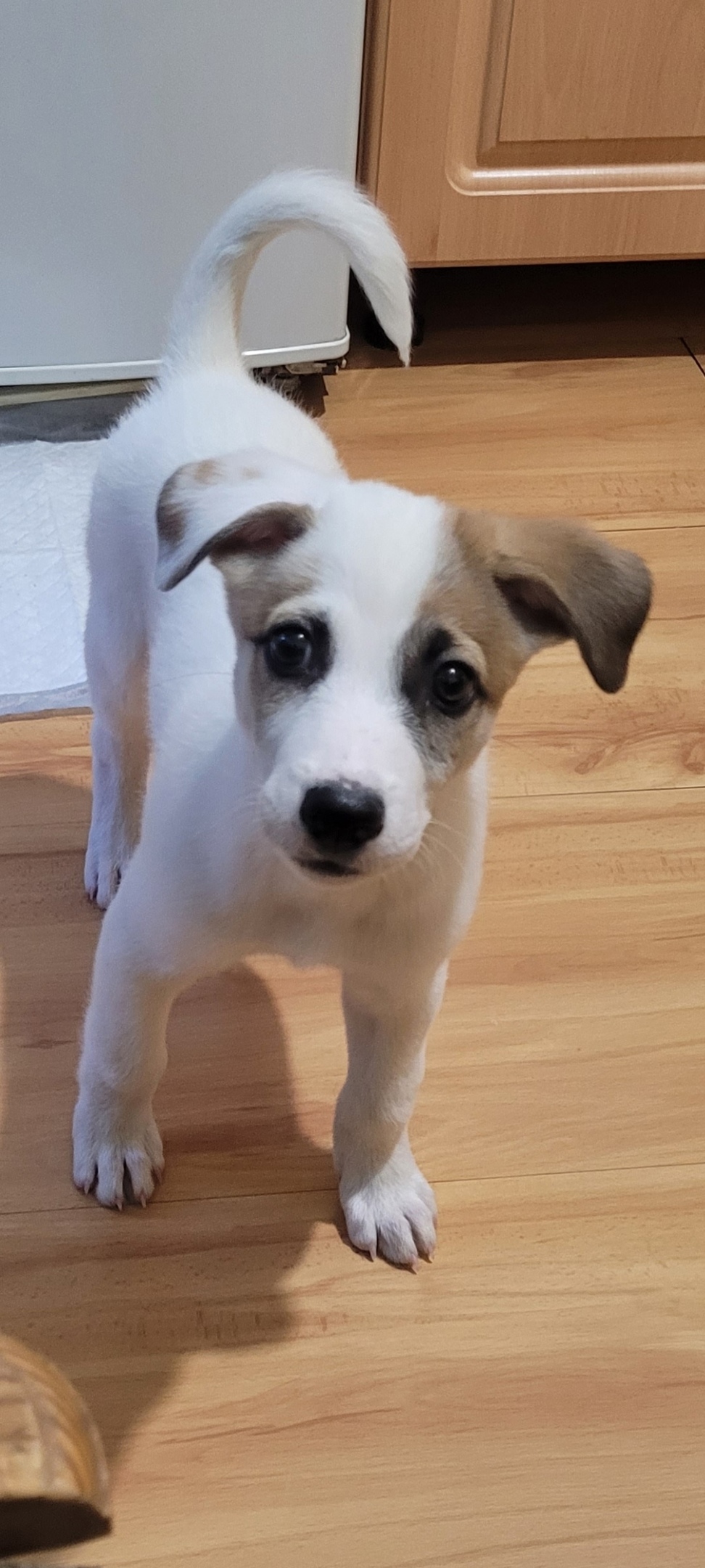 Найдена собака в Чите — фото объявления