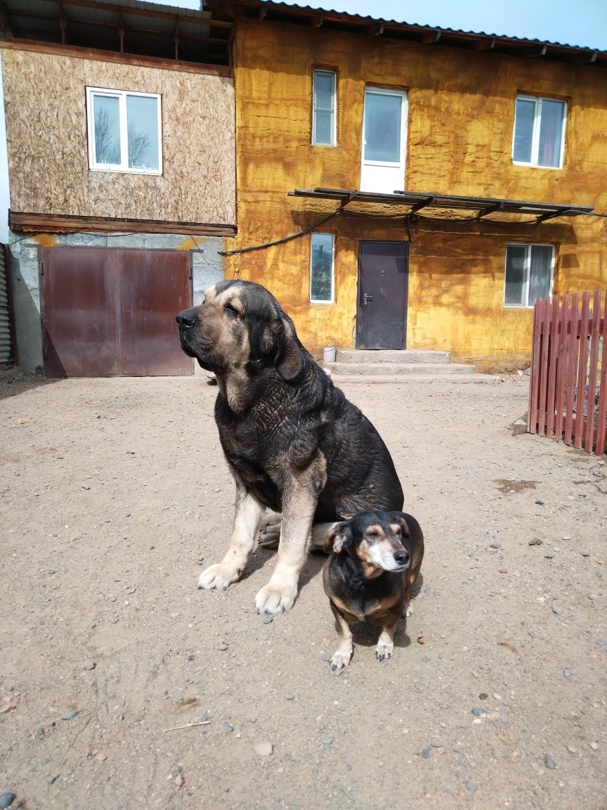 Пропала собака в Чите — фото объявления