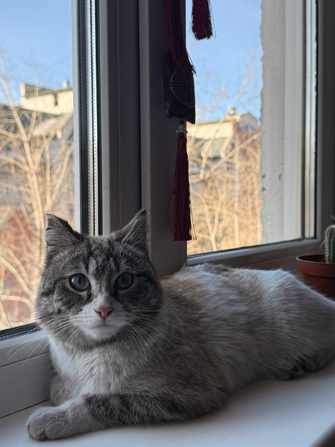 Найдена кошка в Чите — фото объявления