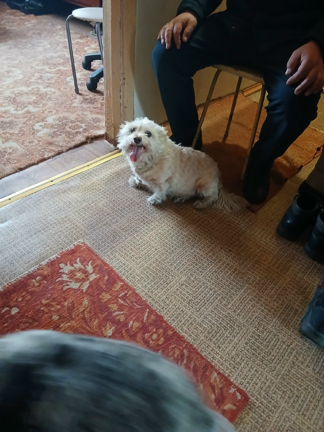 Пропала собака в Чите — фото объявления