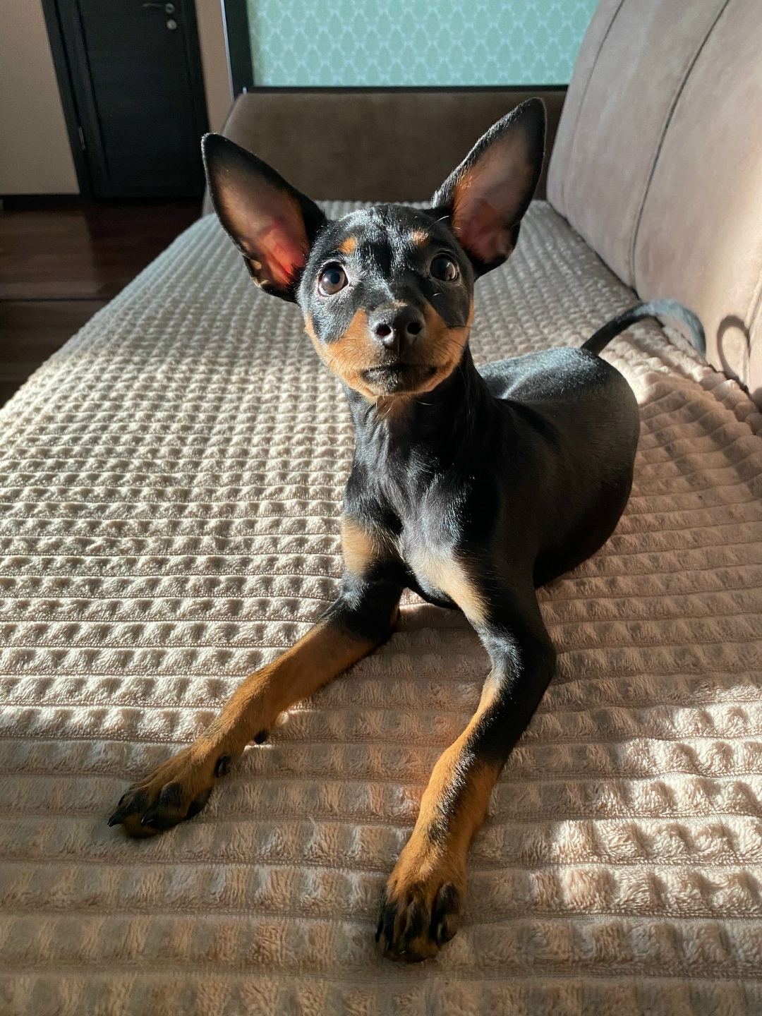 Найдена собака в Чите — фото объявления