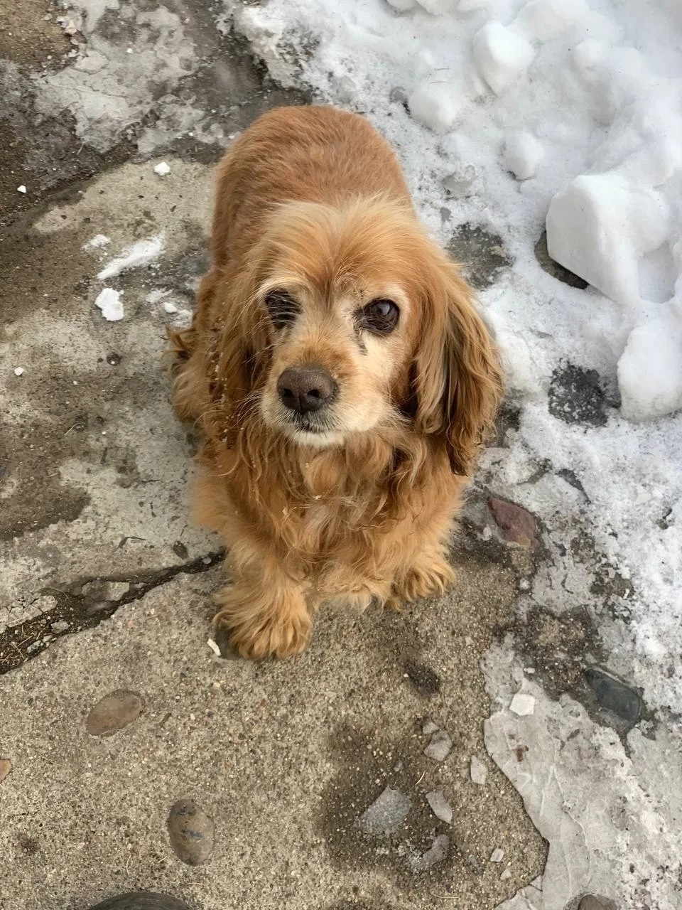 Пропала собака в Чите — фото объявления