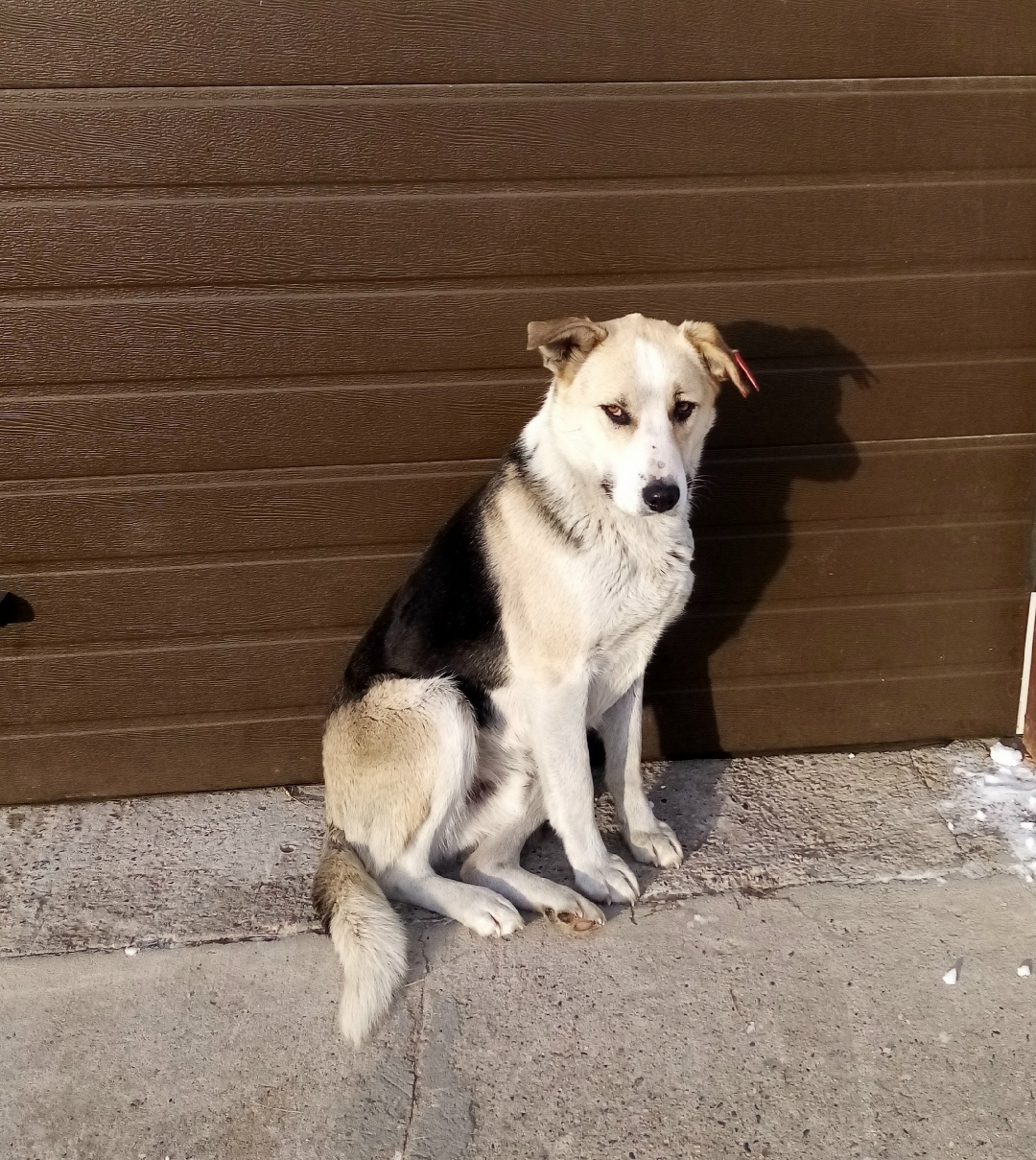 Пропала собака в Чите — фото объявления