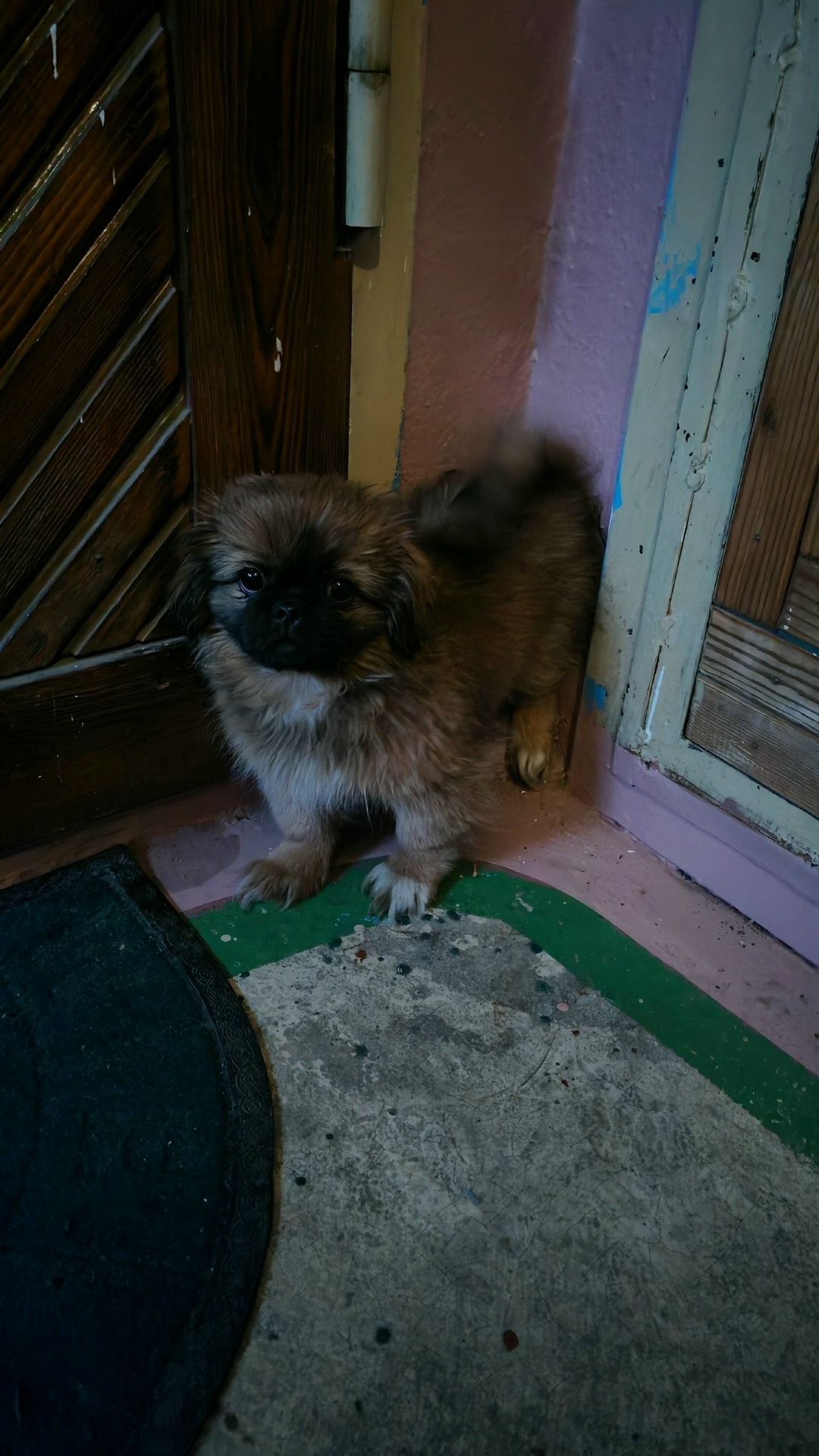 Найдена собака в Чите — фото объявления