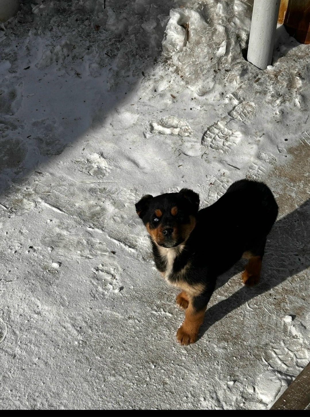 Найдена собака в Чите — фото объявления