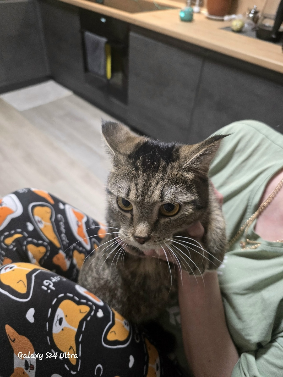 Найдена кошка в Чите — фото объявления