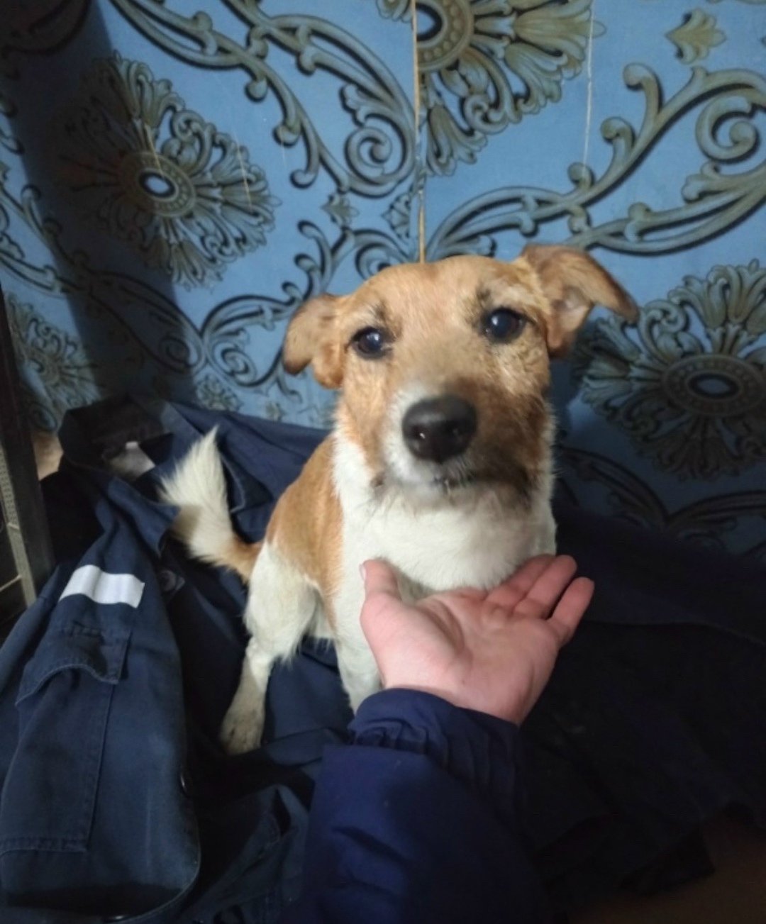 Пропала собака в Чите — фото объявления