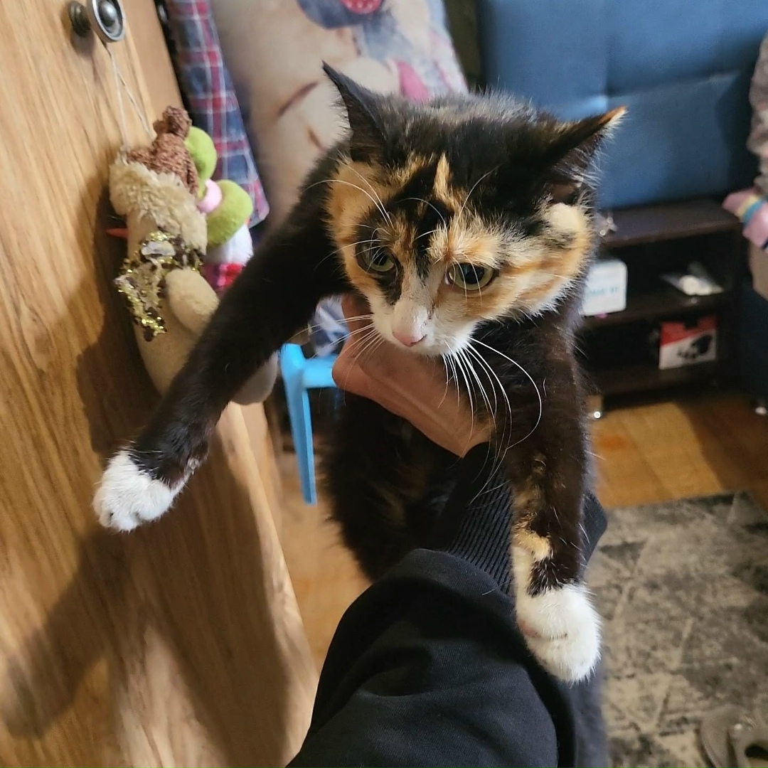 Найдена собака в Чите — фото объявления