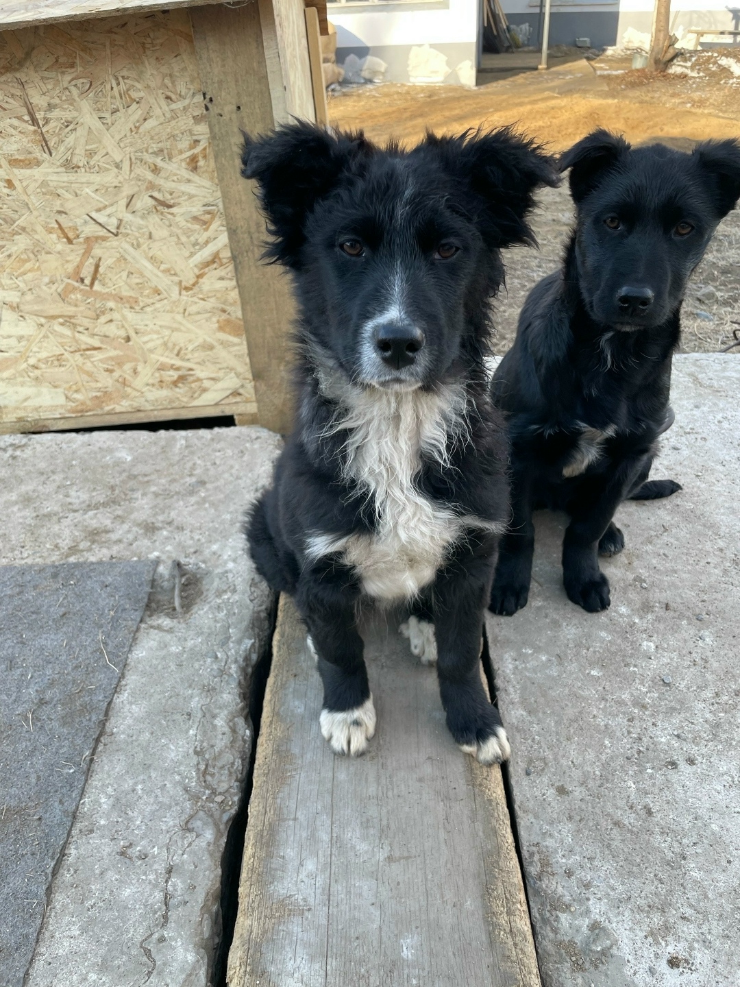 Найдена собака в Чите — фото объявления