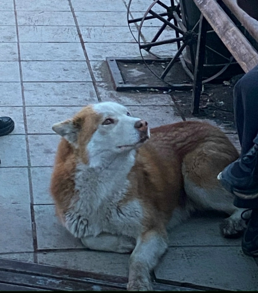 Пропала собака в Чите — фото объявления