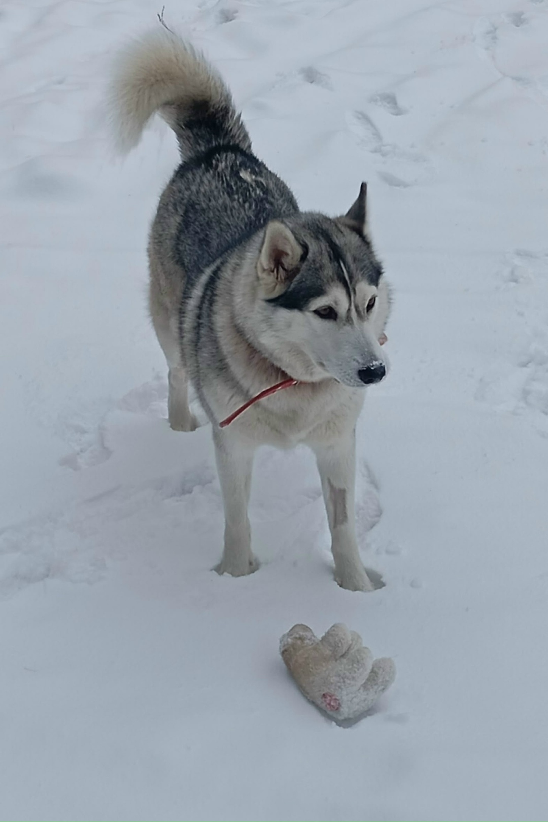 Пропала собака в Чите — фото объявления