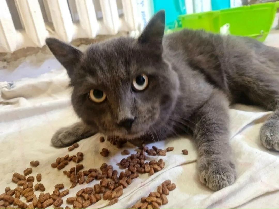 Найдена кошка в Чите — фото объявления