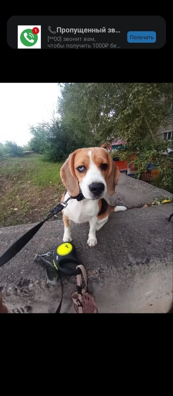 Найдена собака в Чите — фото объявления