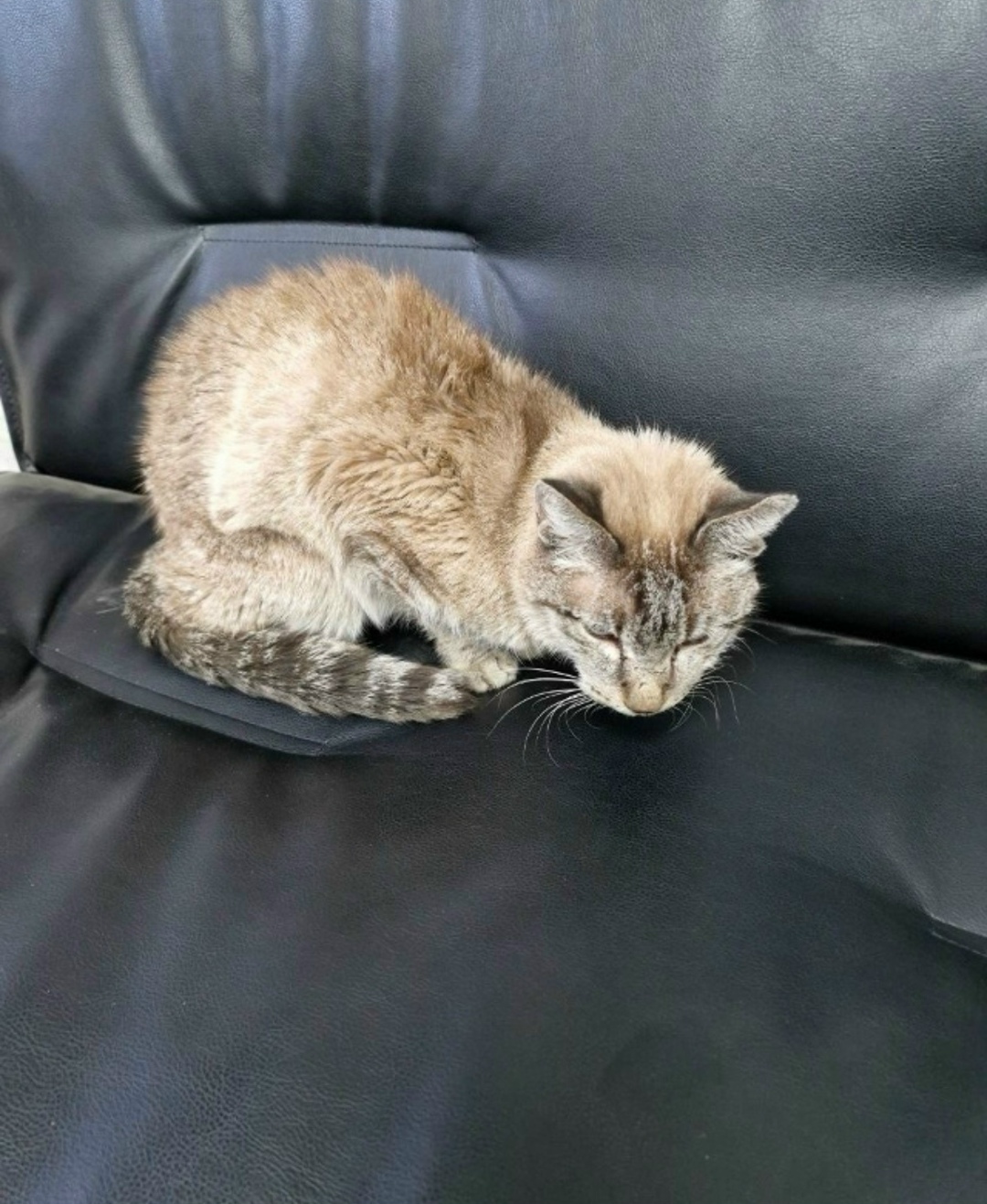 Найдена кошка в Чите — фото объявления