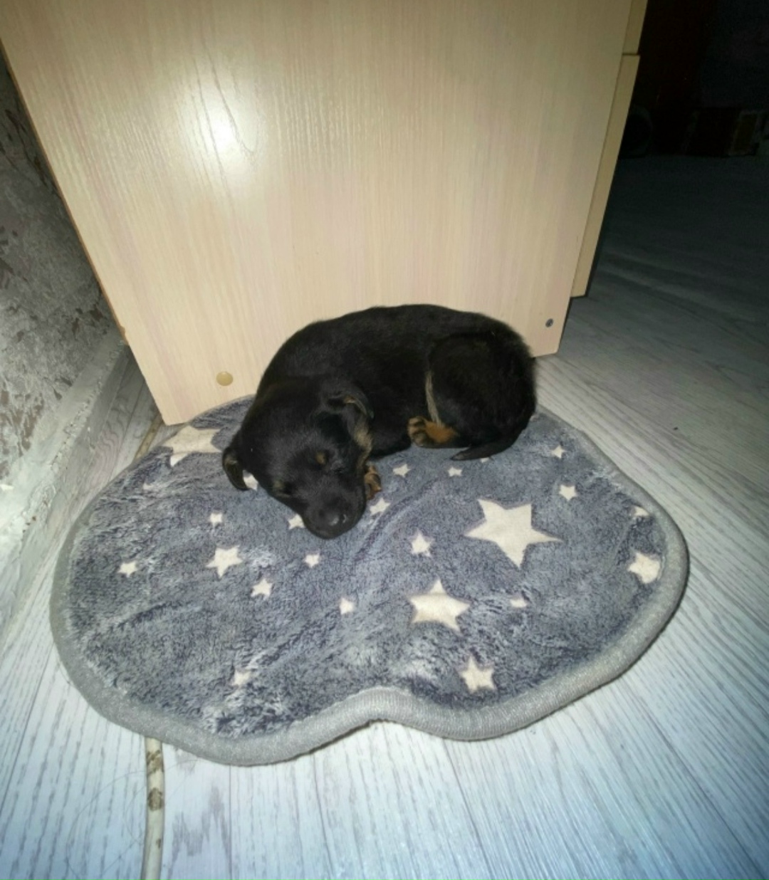 Найдена собака в Чите — фото объявления