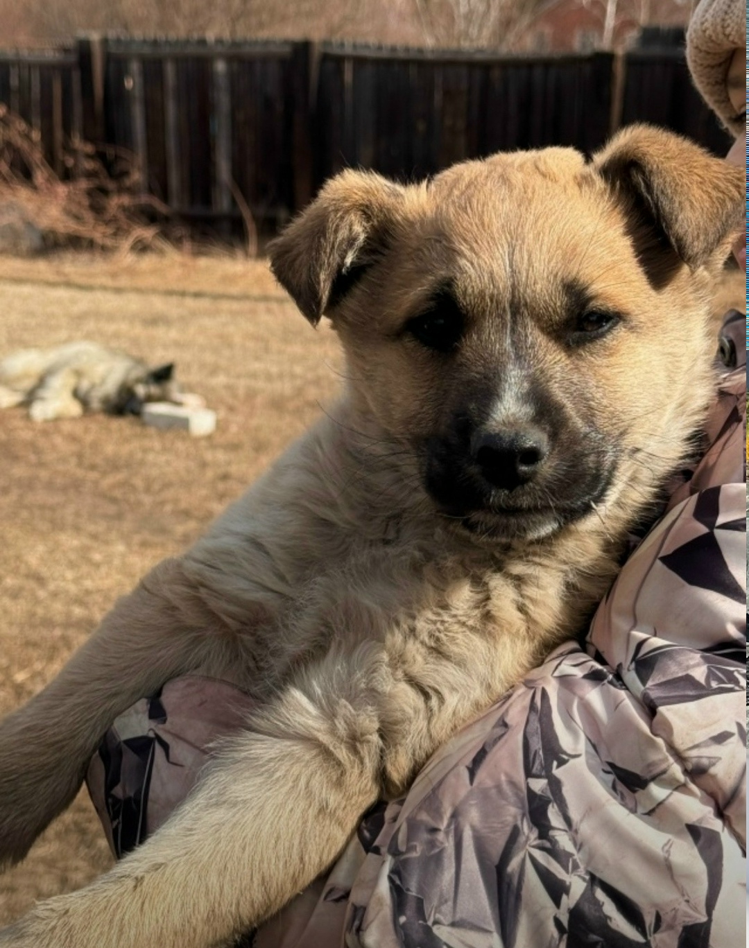 Найдена собака в Чите — фото объявления