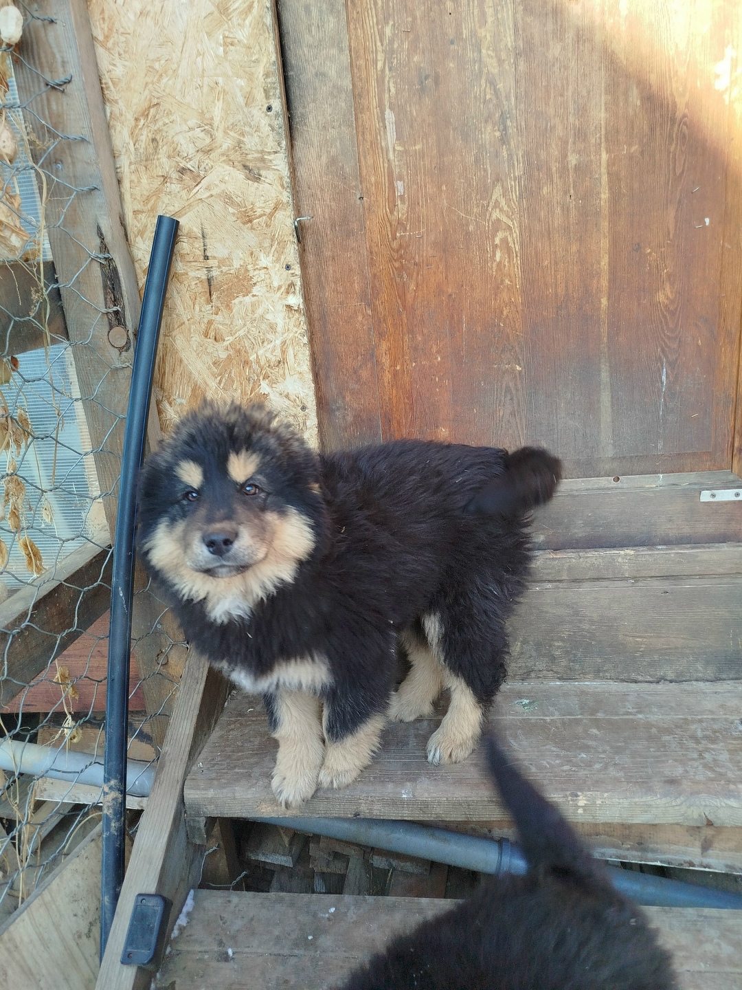 Пропала собака в Чите — фото объявления