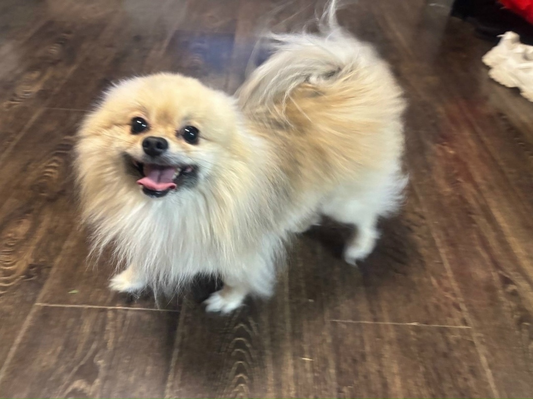 Найдена собака в Чите — фото объявления