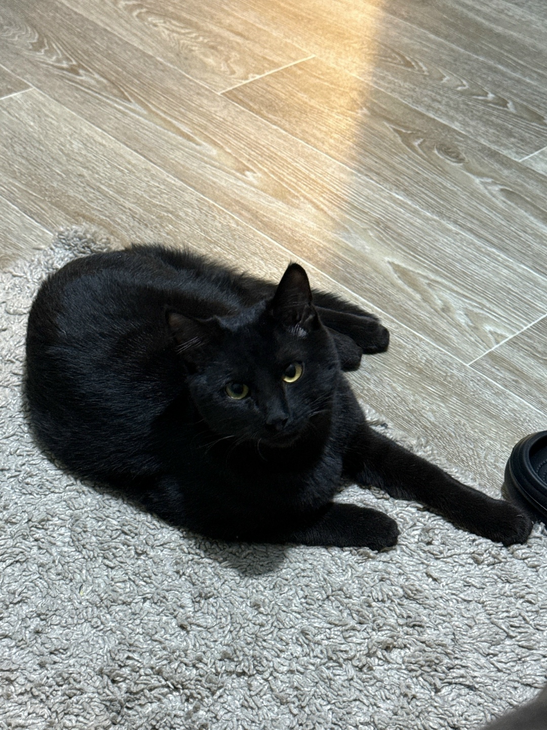 Найдена кошка в Чите — фото объявления