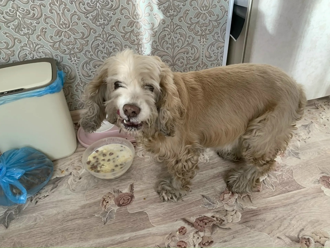 Найдена собака в Чите — фото объявления