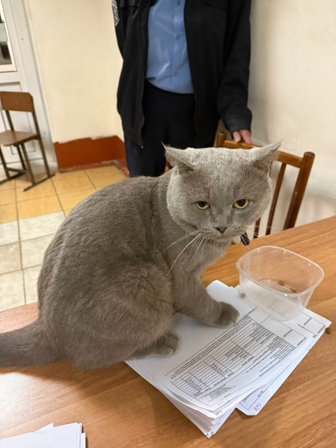 Найдена собака в Чите — фото объявления