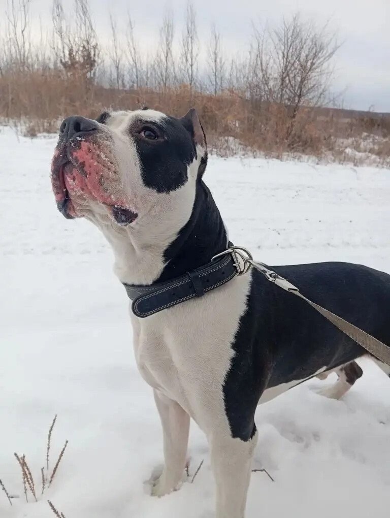 Пропала собака в Чите — фото объявления