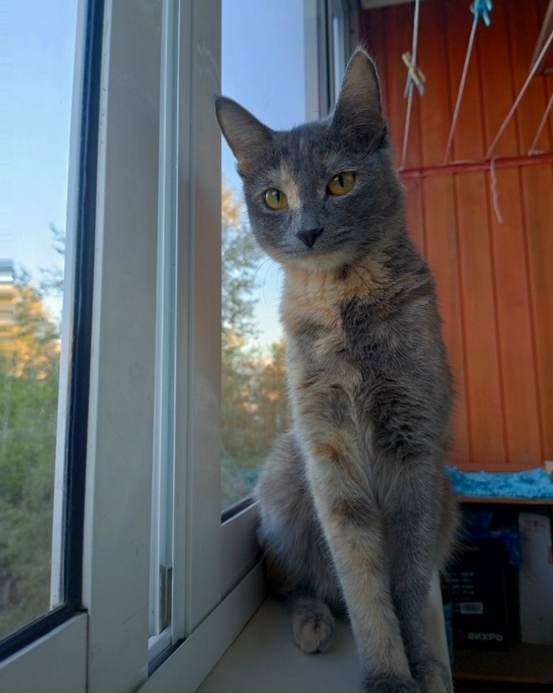 Пропала кошка в Чите — фото объявления