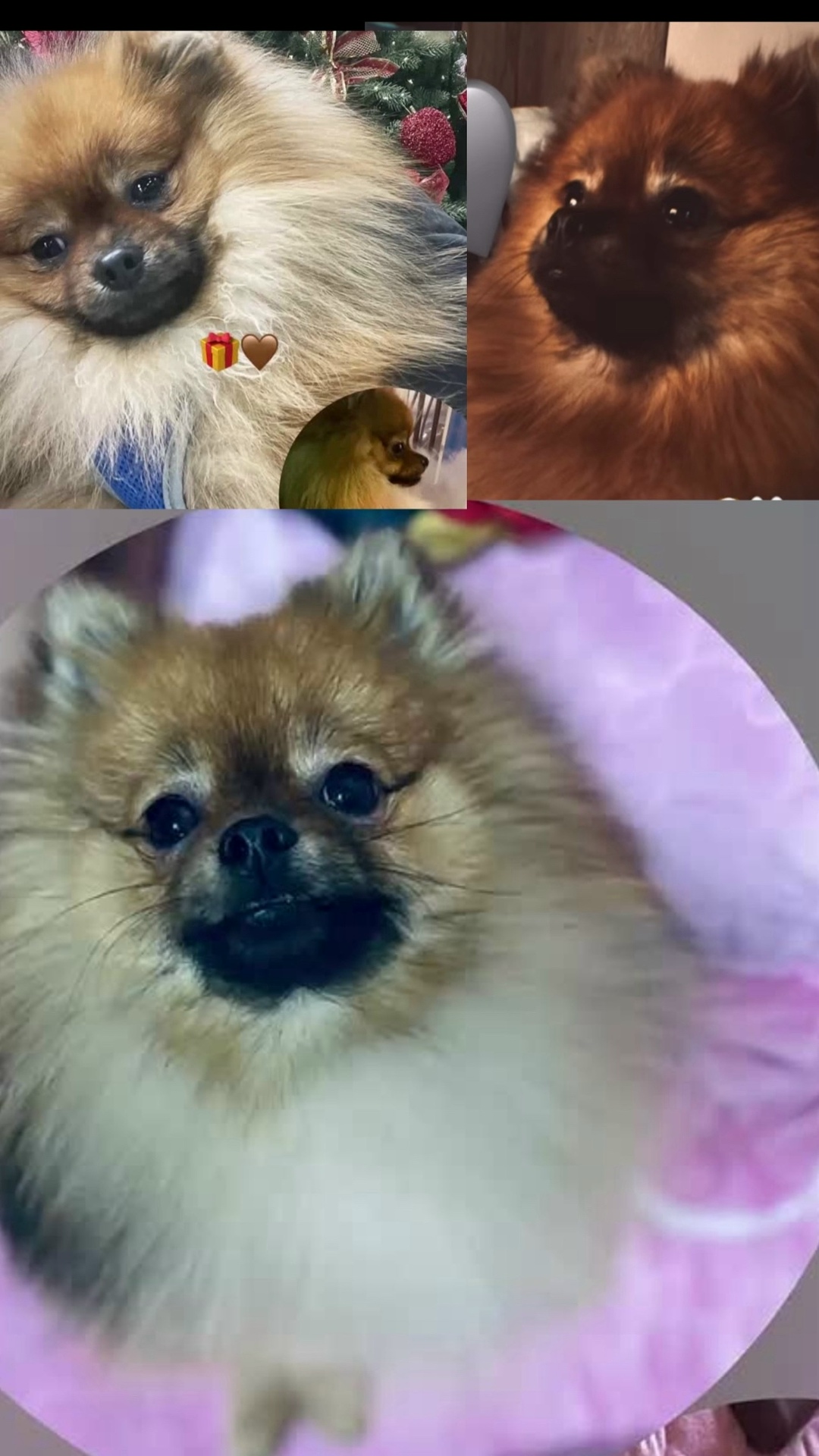 Пропала собака в Чите — фото объявления