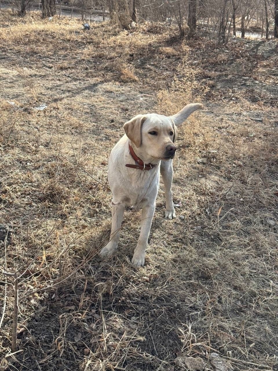 Найдена собака в Чите — фото объявления
