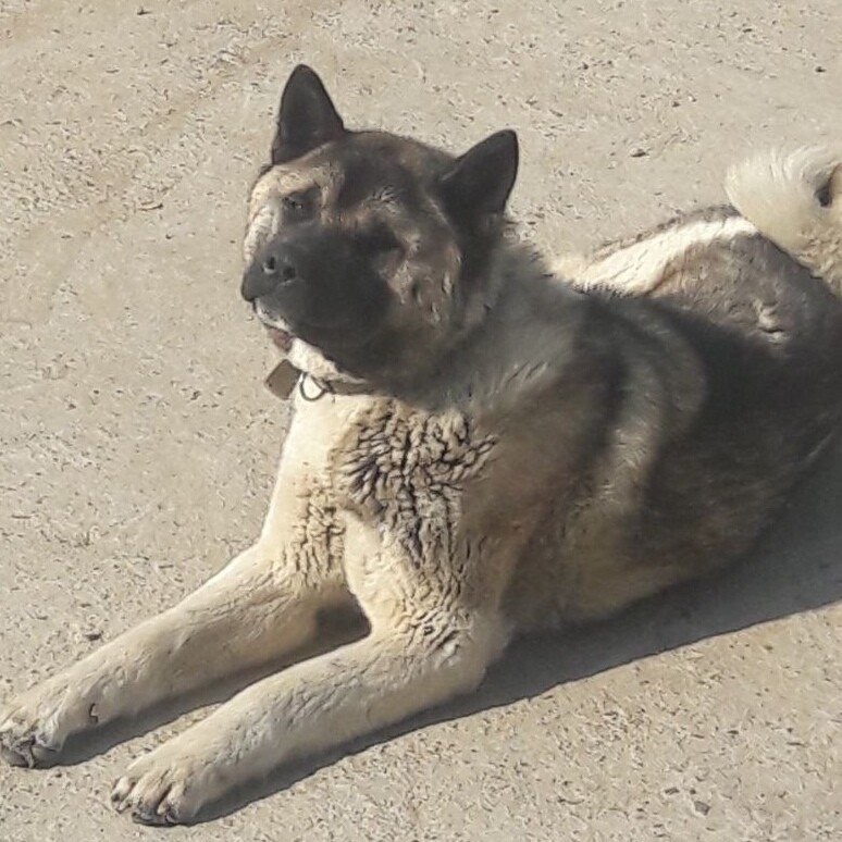 Найдена собака в Чите — фото объявления