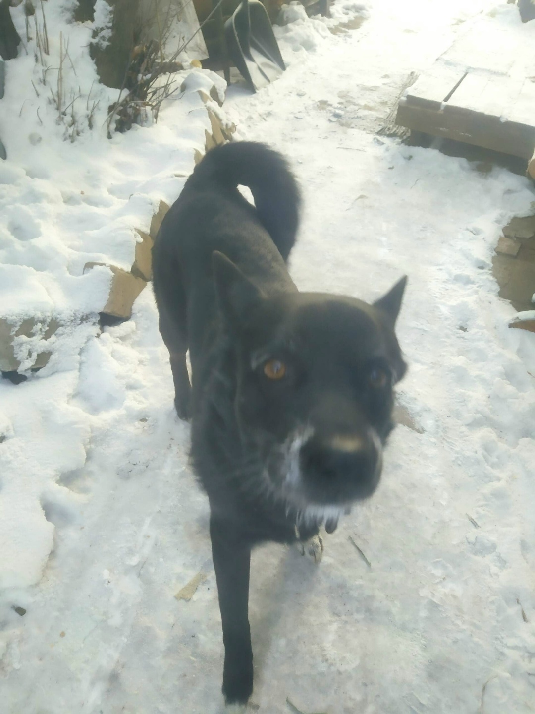 Пропала собака в Чите — фото объявления