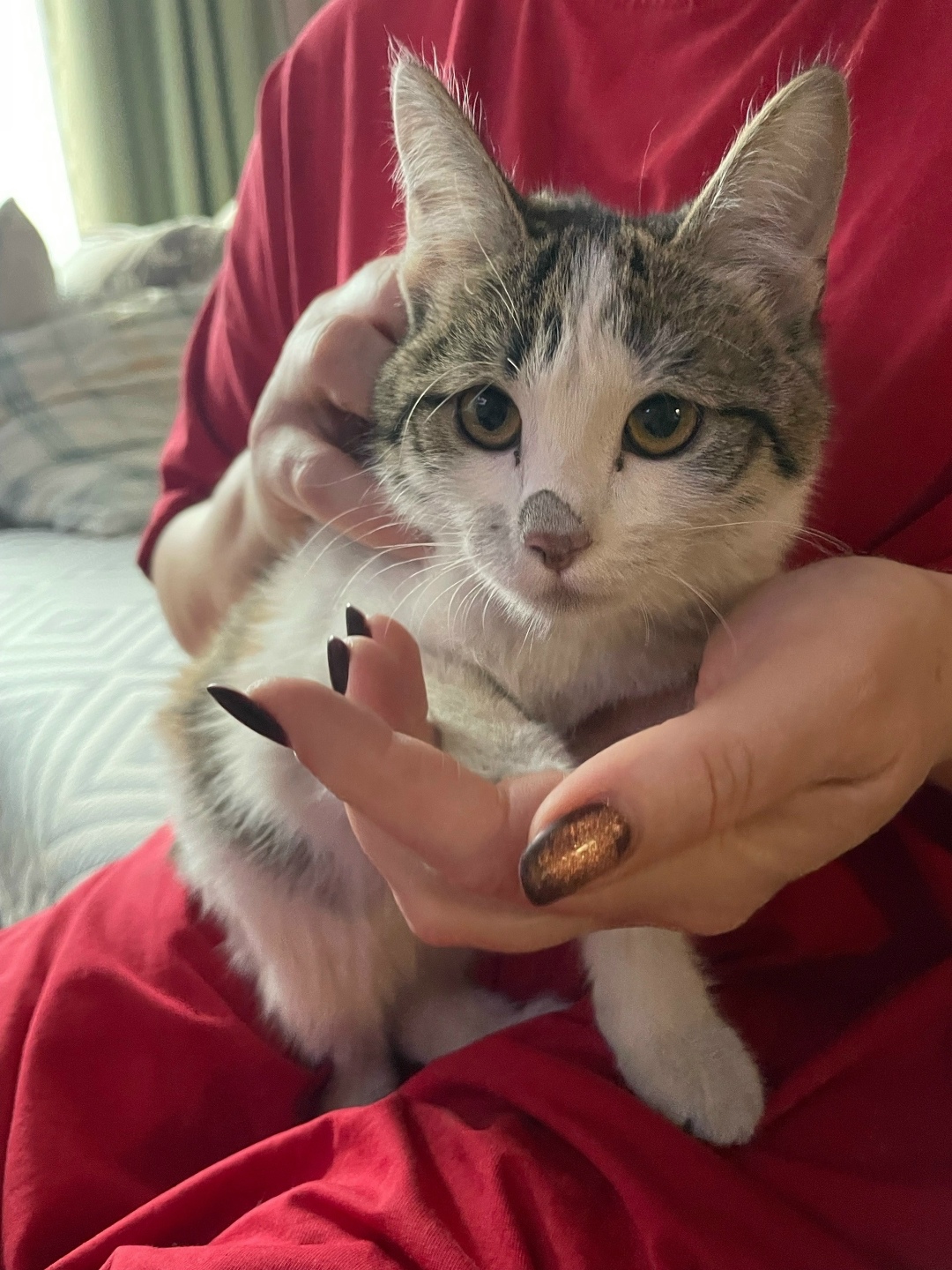 Найдена кошка в Чите — фото объявления