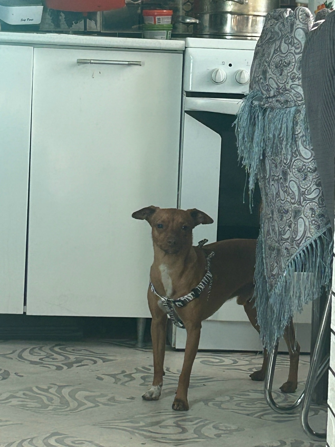 Пропала собака в Чите — фото объявления