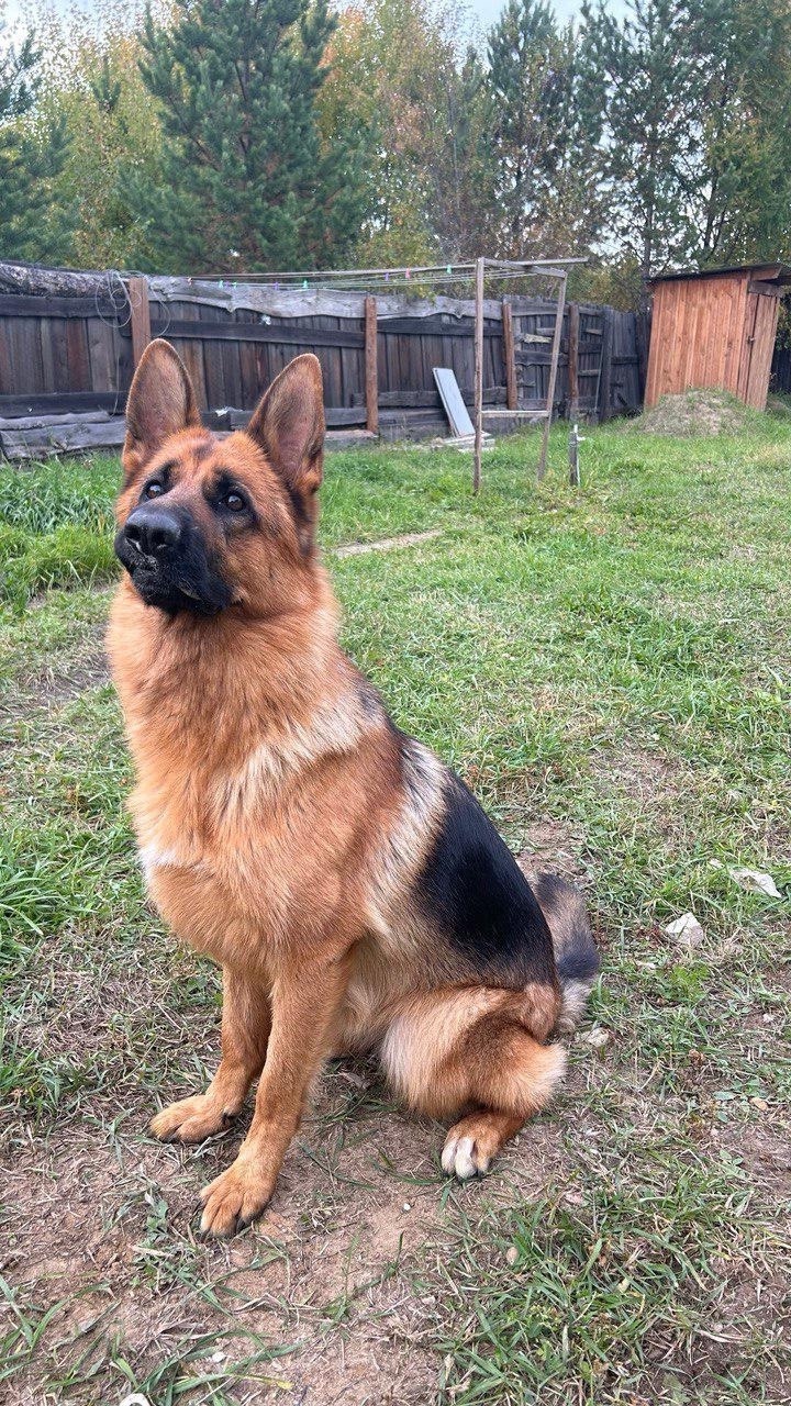 Пропала собака в Чите — фото объявления