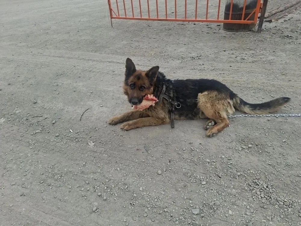 Найдена собака в Чите — фото объявления