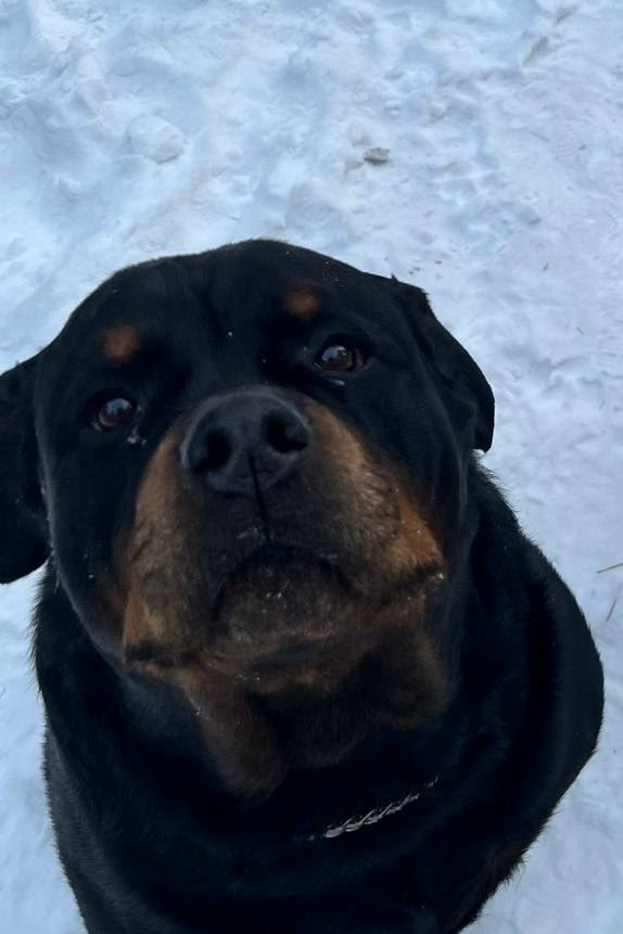 Пропала собака в Чите — фото объявления