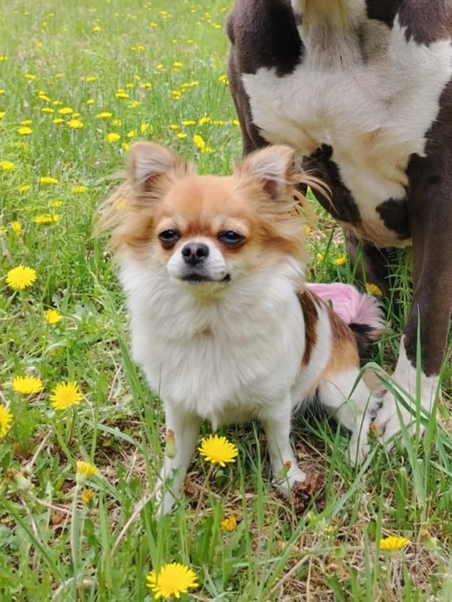 Найдена собака в Чите — фото объявления