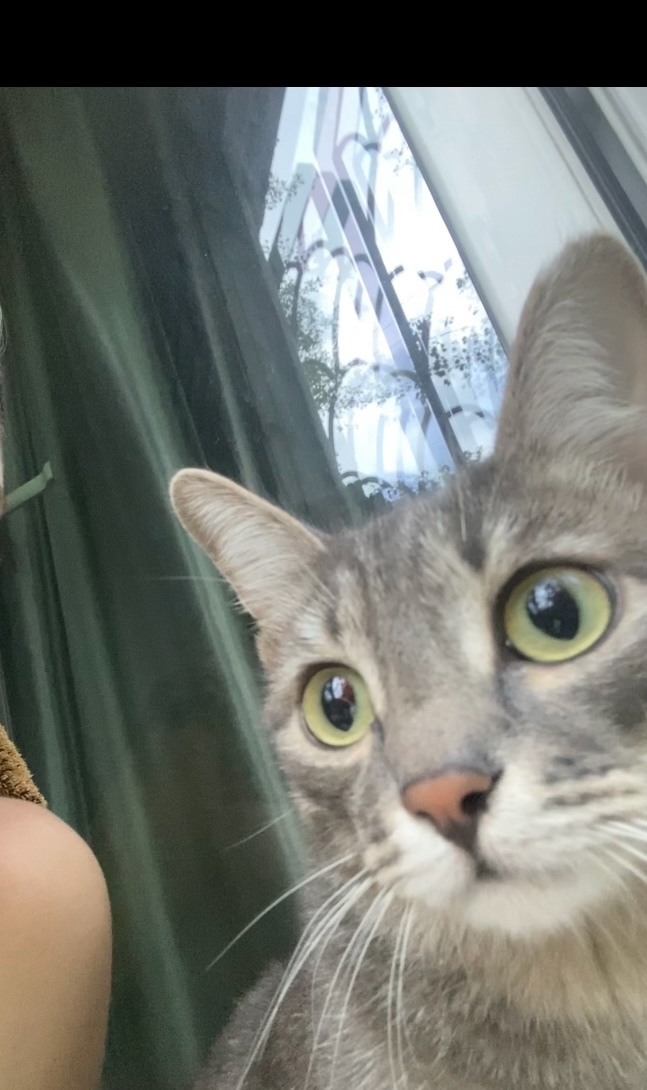 Найдена собака в Чите — фото объявления